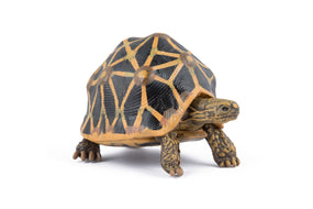 Figurine Tortue étoilee