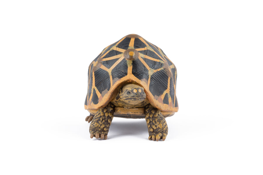 Strahlenschildkröten-Figur