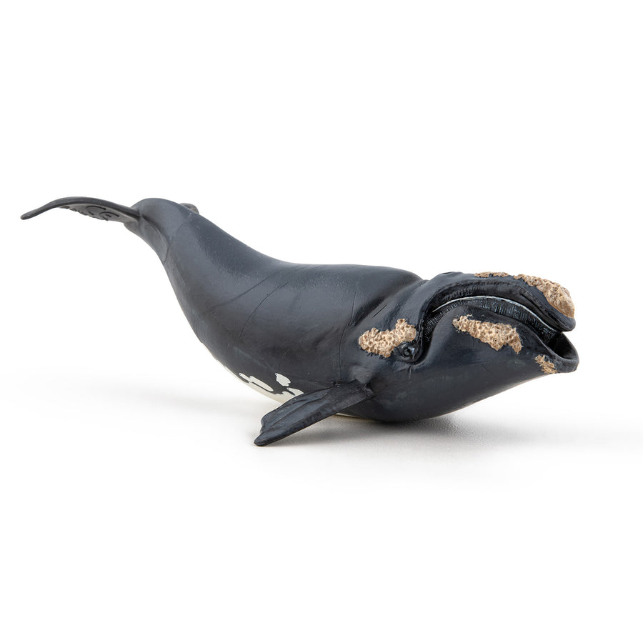 Figurine Baleine franche Papo en PVC, Collection animaux marins, jouet éducatif idéal pour enfants et collectionneurs